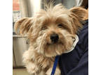 Adopt Harry a Yorkshire Terrier