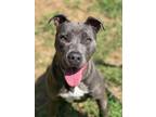 Adopt Tazzy a Pit Bull Terrier