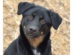 Adopt Athena a Rottweiler, Labrador Retriever