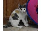 Adopt Olivia (CE-fostered in TN) a Dilute Calico, Domestic Short Hair