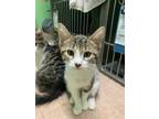 Adopt Jelly A Domestic Short Hair