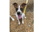 Adopt Freckles a Cattle Dog