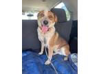 Adopt Kevin a Cattle Dog, Mixed Breed