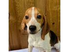 Adopt Callie a Beagle
