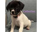 Adopt Catherine 02-1437 a Pointer