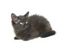 Adopt Shyla - 10 weeks old a Domestic Long Hair, Tabby