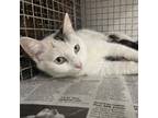 Adopt CeraVe A Domestic Short Hair