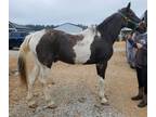 Adopt Pete (Unavailable) A Gaited, Paint / Pinto