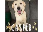 Adopt Casper a Labrador Retriever, Great Pyrenees