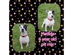 Adopt Matilda a Pit Bull Terrier
