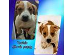 Adopt Tootsie a Pit Bull Terrier, Australian Cattle Dog / Blue Heeler
