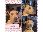 Adopt Harris a Pit Bull Terrier