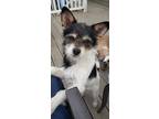 Adopt Frazier a Jack Russell Terrier, Yorkshire Terrier