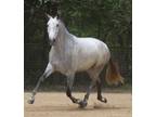 Grandiosa EAS Confirmed in foal to USEFUSDFIALHA Champion Stallion