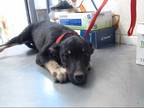 Adopt GOOMBELLA a Tricolor (Tan/Brown & Black & White) Corgi / Mixed dog in San