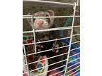 Adopt *ECLAIR a Sable Ferret / Mixed small animal in Las Vegas, NV (34769308)