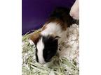 Adopt *HERMES a Black Guinea Pig / Mixed small animal in Las Vegas