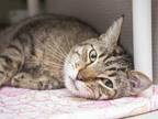 Adopt MOON MAN a Brown Tabby Domestic Shorthair / Mixed (short coat) cat in