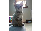 Adopt ODYSSEOUS a Brown Tabby Domestic Shorthair / Mixed (short coat) cat in