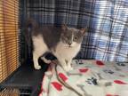 Adopt Poopy a Gray or Blue Domestic Shorthair (short coat) cat in Fairmont