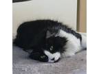 Adopt Casper a Black & White or Tuxedo Maine Coon / Mixed (medium coat) cat in