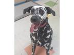 Adopt Lux a Dalmatian / Mixed dog in Sioux City, IA (34768976)