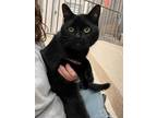 Adopt CALVIN a All Black Domestic Shorthair / Domestic Shorthair / Mixed cat in