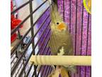 Adopt DAWN a Gray Cockatiel / Mixed bird in Frederick, MD (34766731)