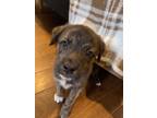 Adopt ROXY'S PUPS a Merle Australian Shepherd / Labrador Retriever / Mixed dog