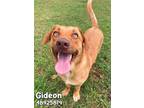 Adopt Gideon a Tan/Yellow/Fawn Basset Hound / Terrier (Unknown Type