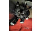 Adopt Bootsy a All Black Domestic Shorthair / Domestic Shorthair / Mixed cat in