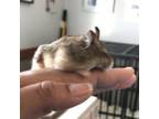 Adopt Bruno a Brown or Chocolate Hamster / Mixed small animal in Washington