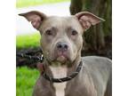 Adopt Hope a American Pit Bull Terrier / Mixed dog in Troy, OH (34768696)