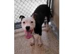 Adopt Frenchy a Black American Pit Bull Terrier / Mixed dog in Hamilton
