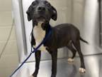 Adopt 13057 a Pit Bull Terrier / Mixed dog in Covington, GA (34768672)