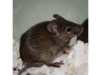 Adopt JINGLE JANGLE a Brown or Chocolate Mouse / Mixed small animal in Methuen