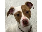 Adopt Piper a Pointer / Mixed dog in Des Moines, IA (34768879)