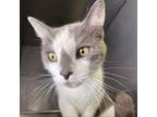 Adopt 220518F115 a Gray or Blue American Shorthair / Mixed cat in Cleveland
