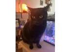 Adopt Nova a All Black American Bobtail (medium coat) cat in Dayton