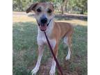 Adopt 50267173 a Tan/Yellow/Fawn Labrador Retriever / Mixed dog in Bryan