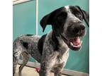 Adopt 50267273 a Black Hound (Unknown Type) / Mixed dog in Bryan, TX (34768079)