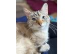 Adopt Rhea a Siamese / Mixed cat in Lincoln, NE (34768558)