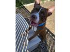 Adopt Barney a Pit Bull Terrier / Mixed dog in Lincoln, NE (34768557)