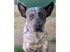 Adopt a Merle Australian Cattle Dog / Mixed dog in Visalia, CA (34768521)