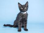 Adopt ETNA a All Black Domestic Mediumhair / Mixed (medium coat) cat in Phoenix