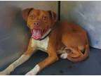 Adopt a Red/Golden/Orange/Chestnut - with White Boxer / Mixed dog in San