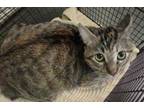 Adopt MINA a Brown Tabby Domestic Longhair / Mixed (long coat) cat in Los
