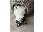 Adopt Shadow a Black & White or Tuxedo Siamese / Mixed (medium coat) cat in