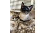Adopt Mazu a Brown or Chocolate Siamese / Domestic Shorthair / Mixed cat in