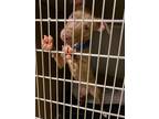 Adopt 2205-1594 Zitty (Available 5/27) a Tan/Yellow/Fawn Pit Bull Terrier /